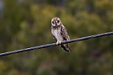 Kula Owl---- _2